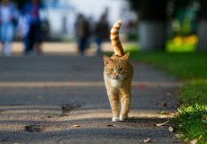 Photo of orange cat in the park.
