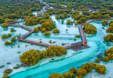 Jubail-Mangrove-Park-drone-