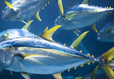 Ziam-2024-08-21T152219.226